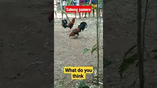 Sabong #trinding  #sabong #viral  #pinoyyoutuber #philippine #nature #animals #internationalday