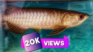 AROWANA RTG BLUE BASE 