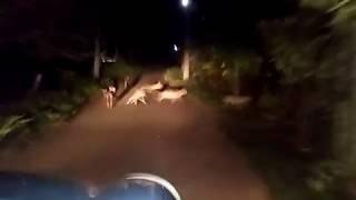 Indian Fox on road