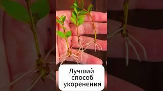 Как укоренить любой черенок за 1 день?!  #дача #огород #сад #черенок