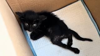 The stray kitten drags his paralyzed hind legs forward, with no one knowing where he’s heading.