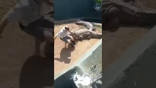 Crocodile Handling Gone Wrong   