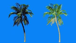 Animated Coconut Palm tree blue screen |Coconut Palm tree green screen