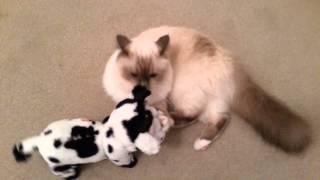 Birman Cat attacking crazy cow. Sophie cat vs cow