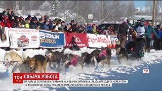 На Алясці стартували знані перегони на собачих упряжках