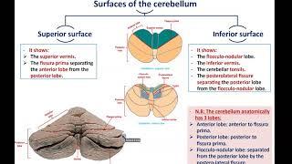 Anatomy of the Cerebellum - Dr. Ahmed Farid