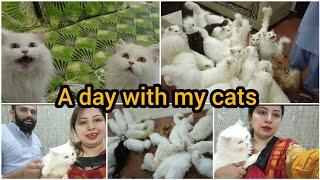 A day with my Cats - my Cat's daily routine - the cats planet