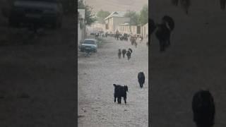 КИШЛАК ТАДЖИКИСТАН! TAJIKISTAN VILLAGE #Tajikistan #village #shabdil