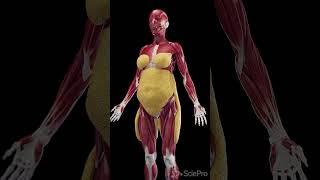 Understanding Subcutaneous Fat in Women  #anatomy #meded #3danimation