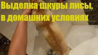 Выделка шкуры лисы