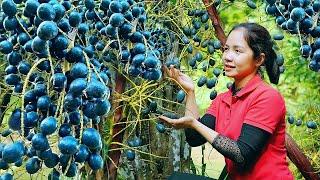 Harvest Palm Fruit Go to the market to sell  | Farming and Cooking | Minh Daily Harvesting