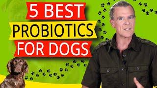 Best Natural Probiotics For Dog Skin Allergies (5 BEST Probiotics For Dogs)