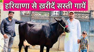 मात्र 30,000 में मिलेंगी गायें । सबसे सस्ता फ़ार्म ।HF cross cow just in 30,000 | Mannat Dairy Farm