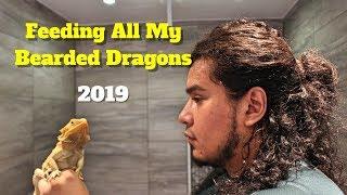 Feeding All My Bearded Dragons | Reviewing Bearded Dragon Food 