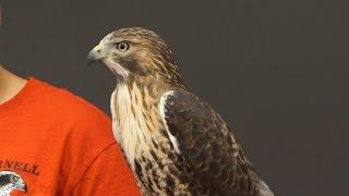 Cornell University Raptor Program, 4/9/2016 (HD)