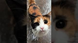 Funny Pets | 2024 Funny Dogs And Funny Cats Videos    #165