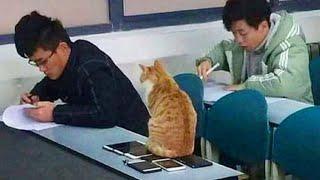 When Your Cat Becomes the Teacher's Assistant!  Funny Cat and Human Moments