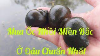 Địa chỉ mua trứng, giống chuẩn ốc nhồi miền Bắc tại Đồng Thịnh, Định Hóa, Thái Nguyên @