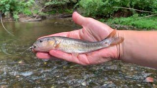 WORLD RECORD CREEKCHUB?? Part 2!!!!