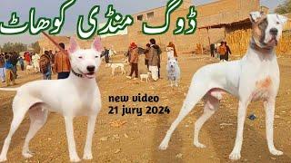 #Kohat #Dog #Mandi Gultair Dogs Bhat Hi kam kimatoo me