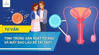 Tinh trùng sản xuất từ đâu và mất bao lâu để tái tạo?