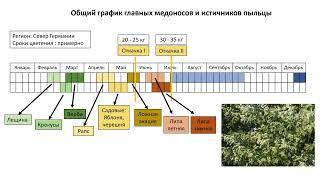 Пчеловодство в Германии.  Основные медоносы и источники пыльцы. Медопродуктивность семей в сезон