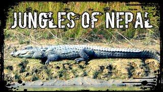 Crossing Crocodile Infested Waters in Nepal  Bardia National Park