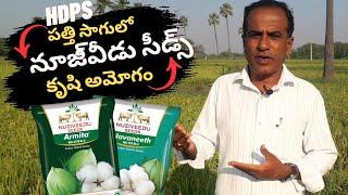 పత్తి పండాలంటే HDPS ఏ బెస్ట్|HDPS paddathilo nuziweedu pathi rakaale top|karshaka Nestham|nuziweedu