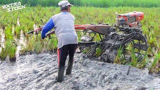 Langsung Diratakan! Traktor Sawah Langsung Meratakan Tanah Berlumpur