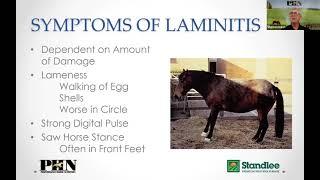 Feeding the Laminitic Horse: The Importance of a Forage-First Diet