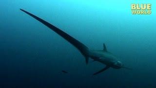 Philippines Thresher Sharks | JONATHAN BIRD'S BLUE WORLD