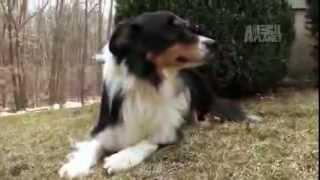 Dogs 101 - Border Collie