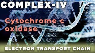 Cytochrome c Oxidase |  Complex  IV  Mitochondria