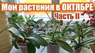 Домашние ОРХИДЕИ на восточном окне. Октябрьский обзор подоконника, часть 2-я.