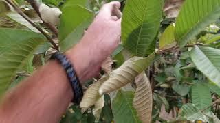 New Guava tree look like its dying?