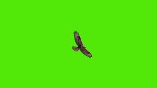 Bird flying on green screen [HD] - Real Eagle