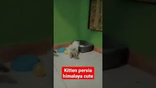 kitten persia himalaya cute #shorts