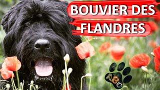 Bouvier des Flandres - A hard-working dog