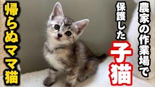 子猫4匹を保護したら嬉しい出来事がおこりました