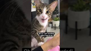 Caught on camera #kittenvideo #pets #catshorts #rescuedcat #dailyshorts #kitten #trending #catlovers