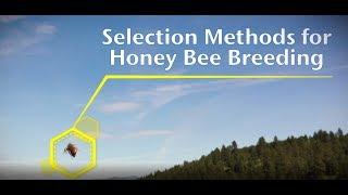 Selection Methods for Honey Bee Breeding