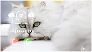 Cute Cat Sms Notification sound #cat #ringtone @MRINDIANHACKER @Mr beast