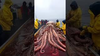 Giant Squid Caught by Fishermen!  #deepseafishing #giantseacreature #fishingexploration