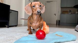 Mini dachshund opens his Christmas presents!