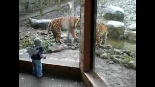 Tiger sprays child at Dublin Zoo