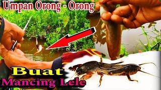 Umpan Jitu Untuk Mancing Ikan Kalang ( Lele Lokal ) Di Parit ,Umpan Jitu Buat Mancing Lele Dan Wader