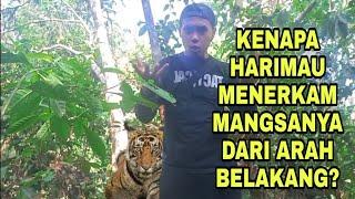 KENAPA HARIMAU MENERKAM DARI BELAKANG?