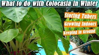 How to Overwinter Colocasia / Elephant Ears