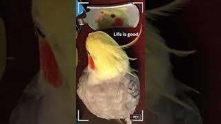 Discover the Most Adorable Movements of Cockatiels