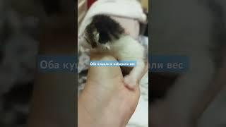 Спасение котят #kitten  #спасениекошек #добрыедела #люблюкошек